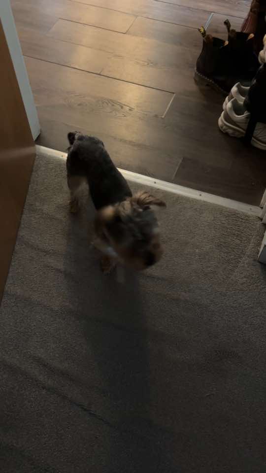 @Benjie the Yorkie