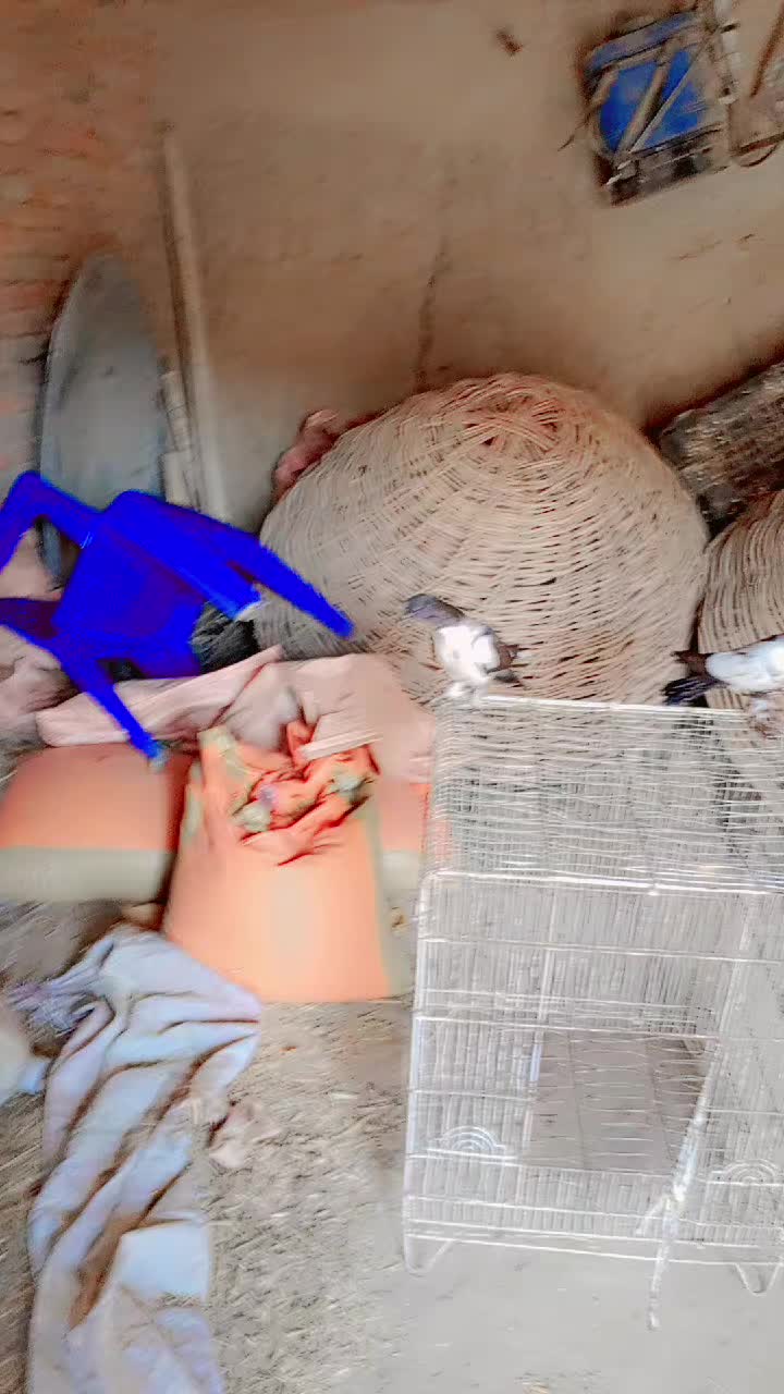 @best Birds912