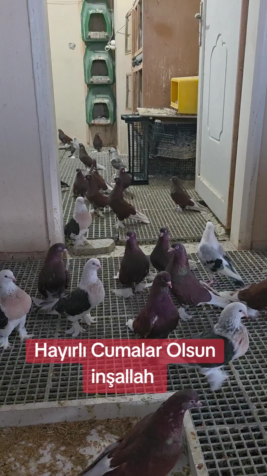 @Mahsum Kutluay