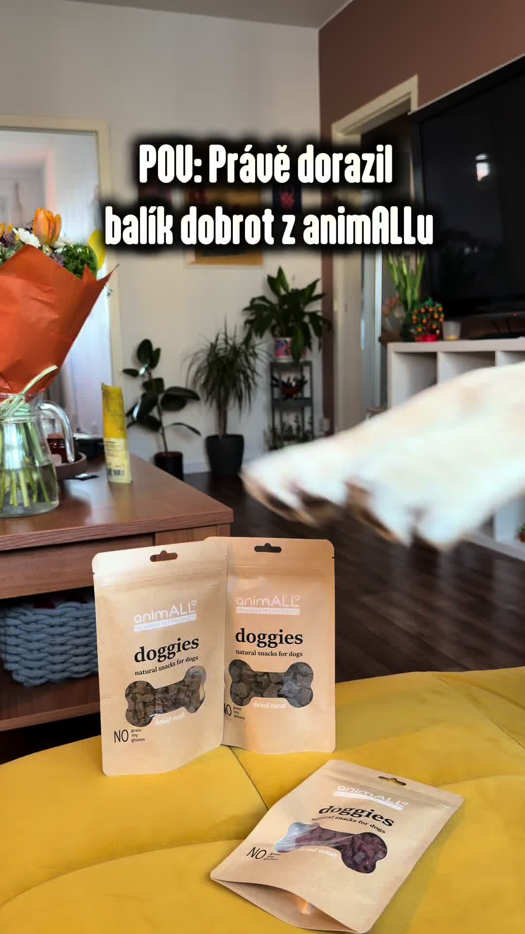 @animall_cz