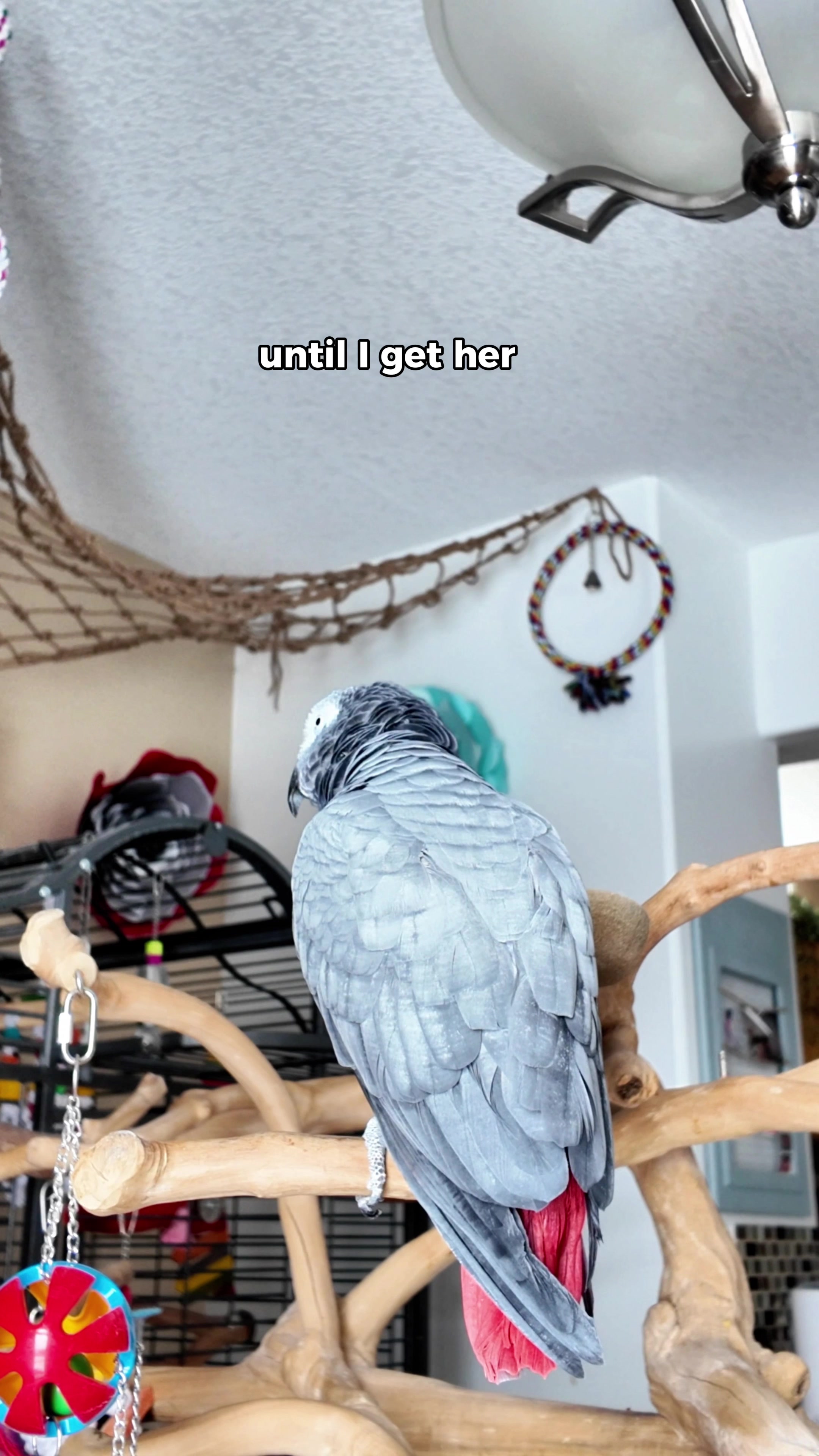@Gizmo The Grey Bird