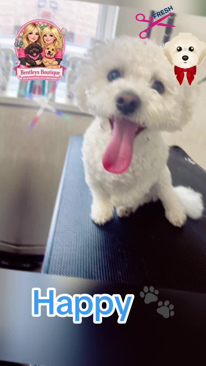 @Bentleys Boutique Pet Groomers