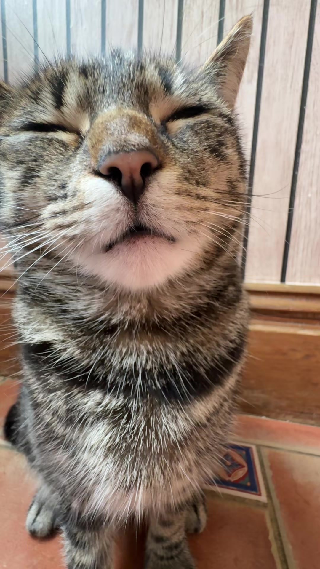 @Mittens