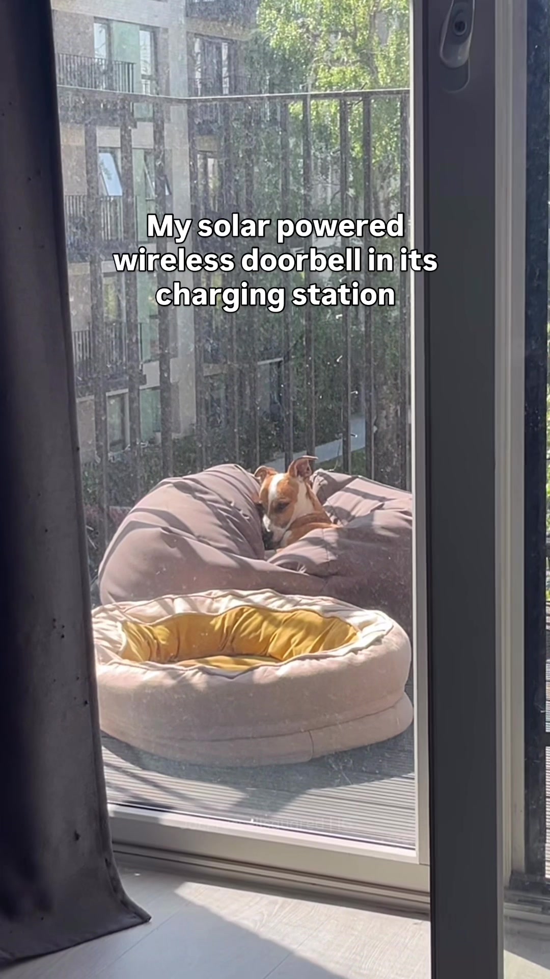 @jackrussellsquared