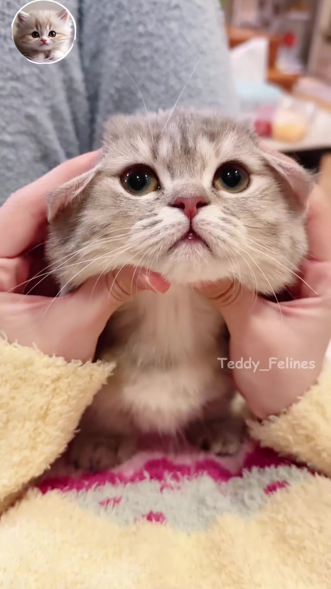 @Teddy_Felines 🧸🐾