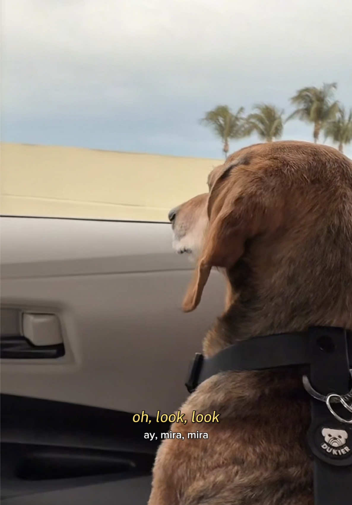 @Lucas The Dog