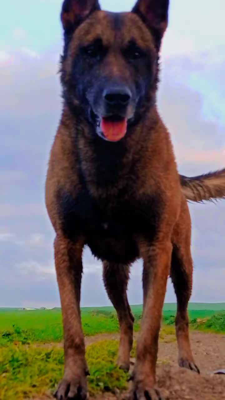 @Cizeer_kiva malinois k9 🐕🦺