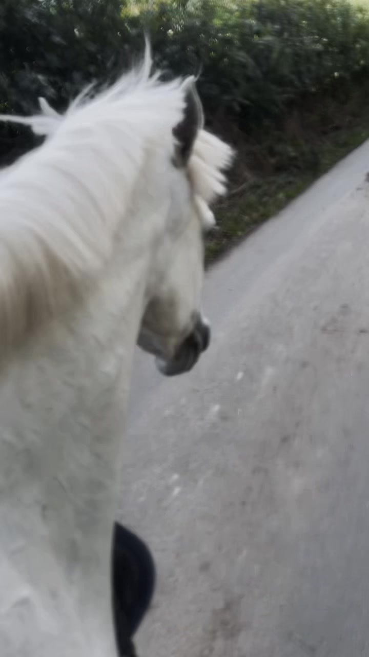 @amelia_showjumping2