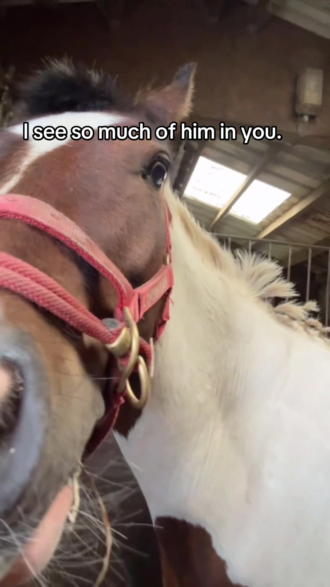 @Lilywiththecobs🐴