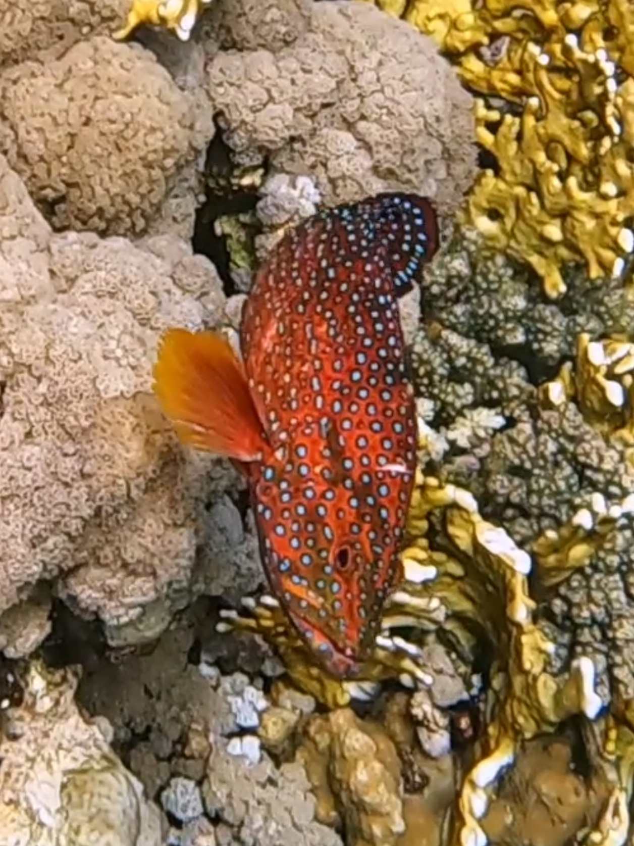 @Our Underwater Universe