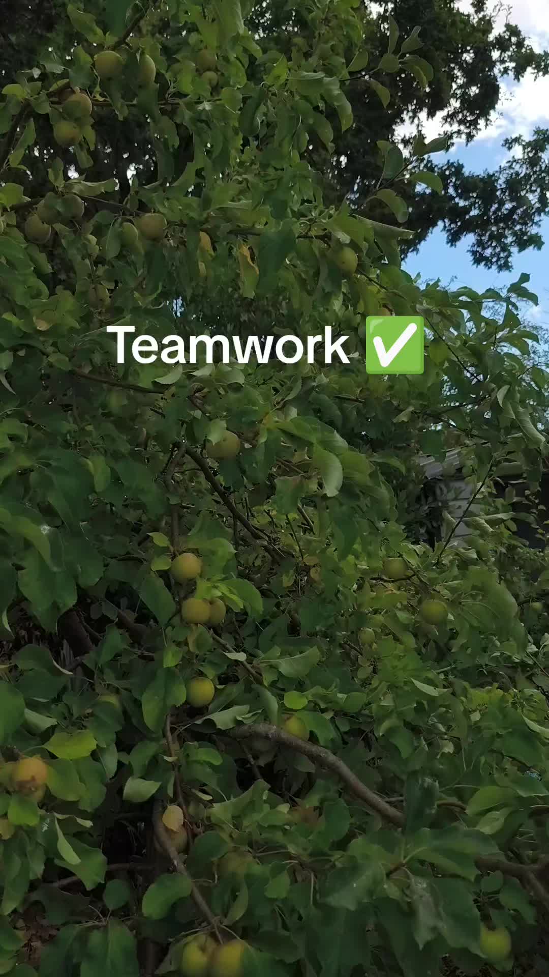 @Teamwork