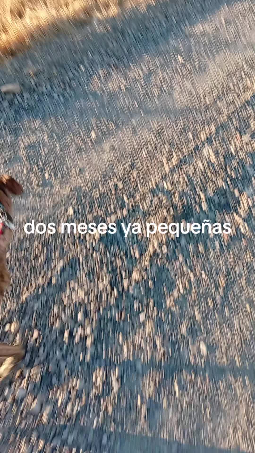 @cocodrilo