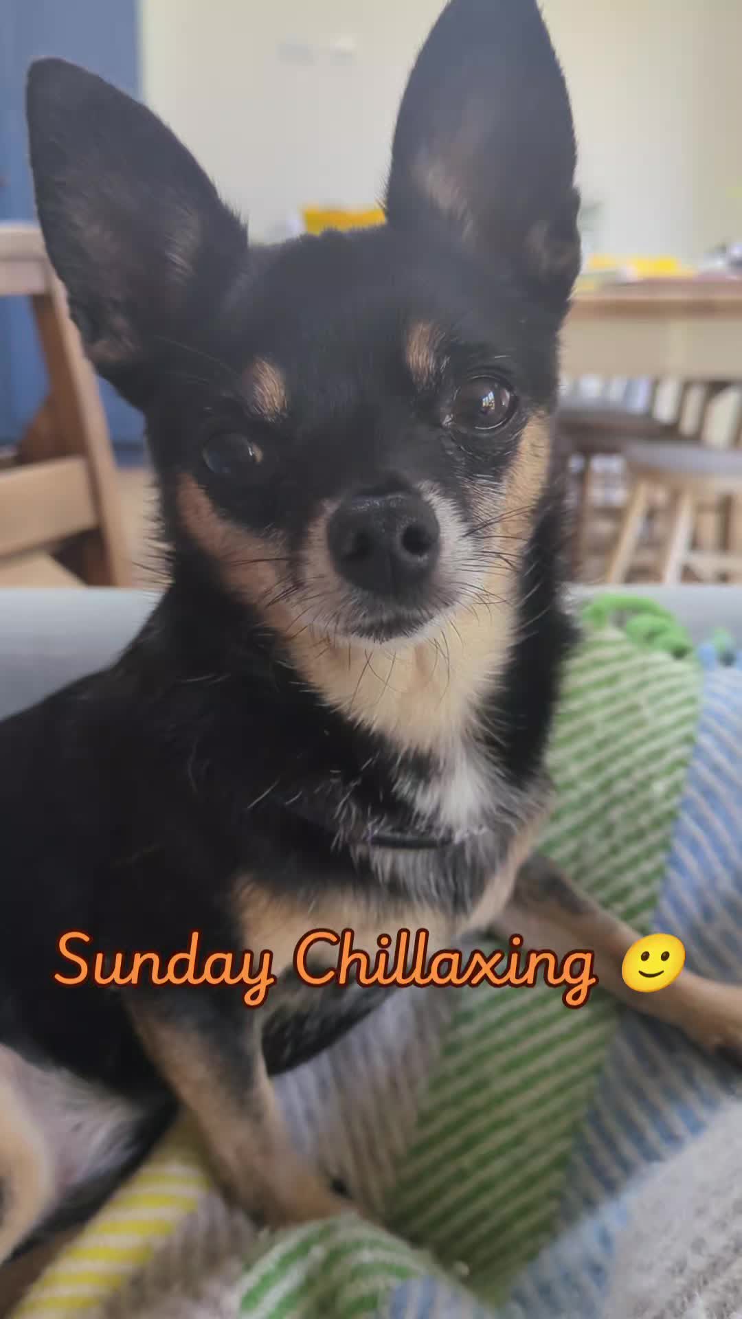 @Casper the Chichi 🐾