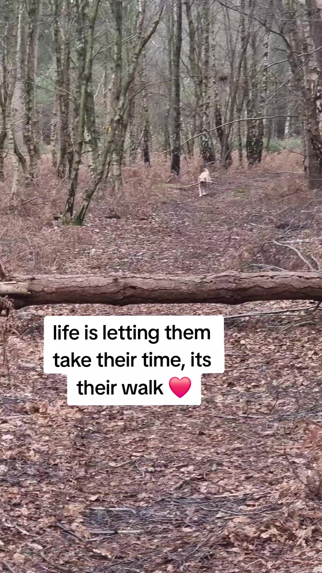 @🐾🐶maximus🐶🐾