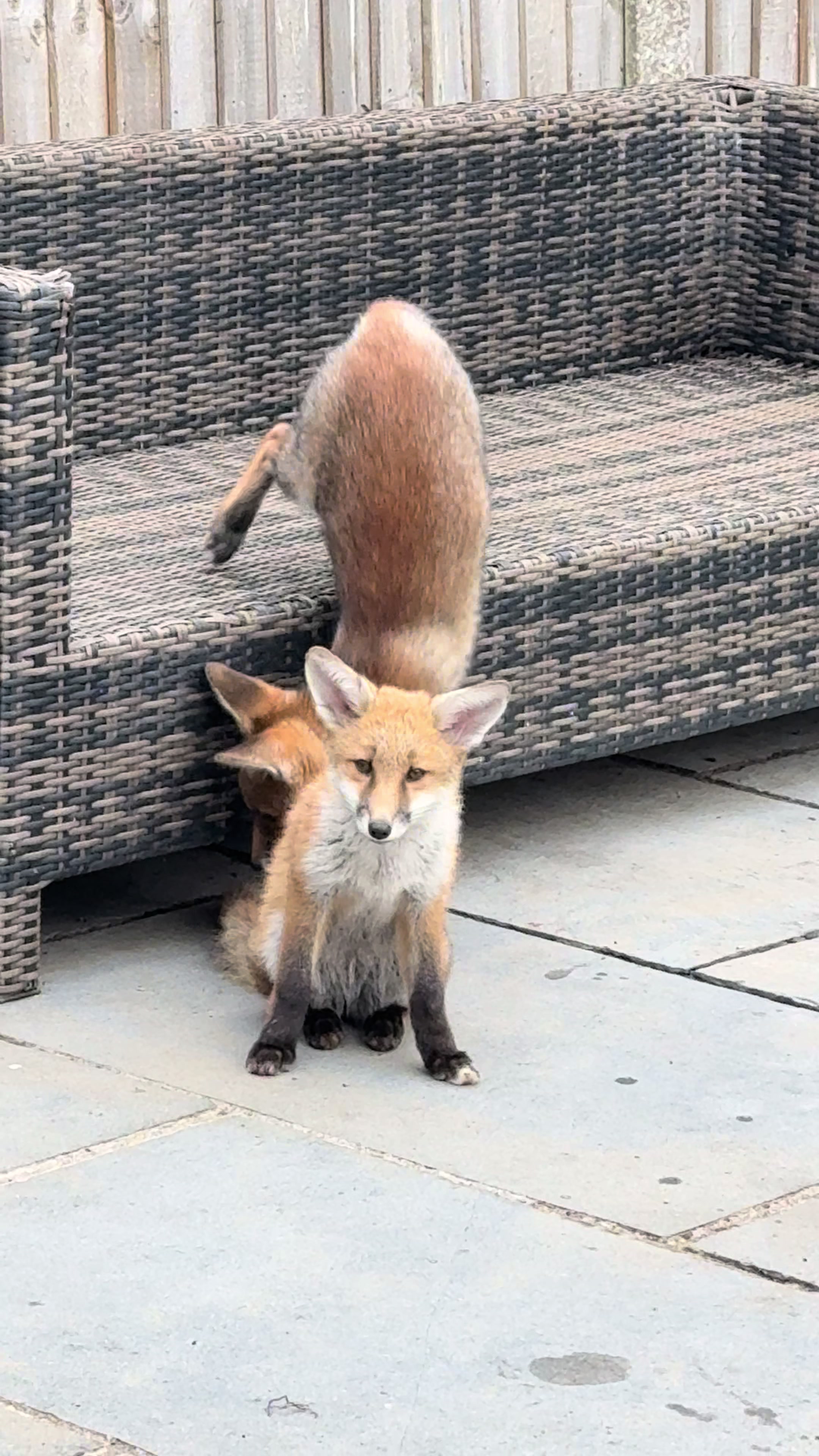 @gp_wildlife