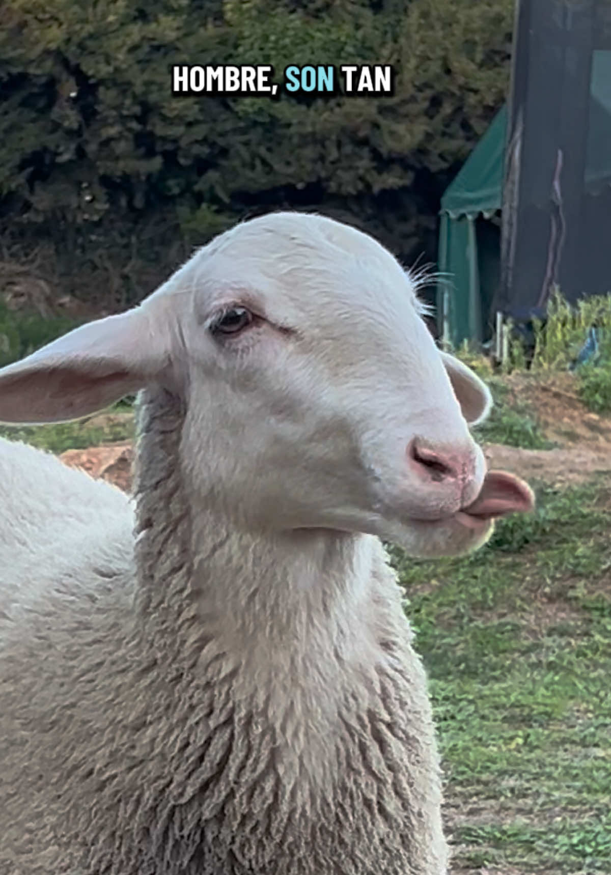 @Lajove_mami💜