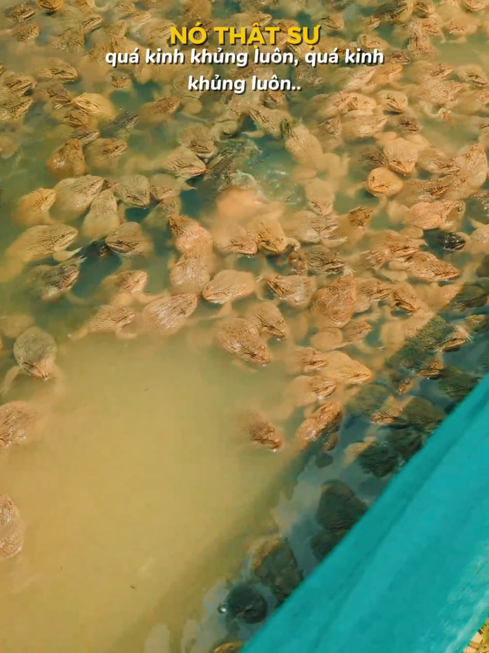 @Hồ Nguyên