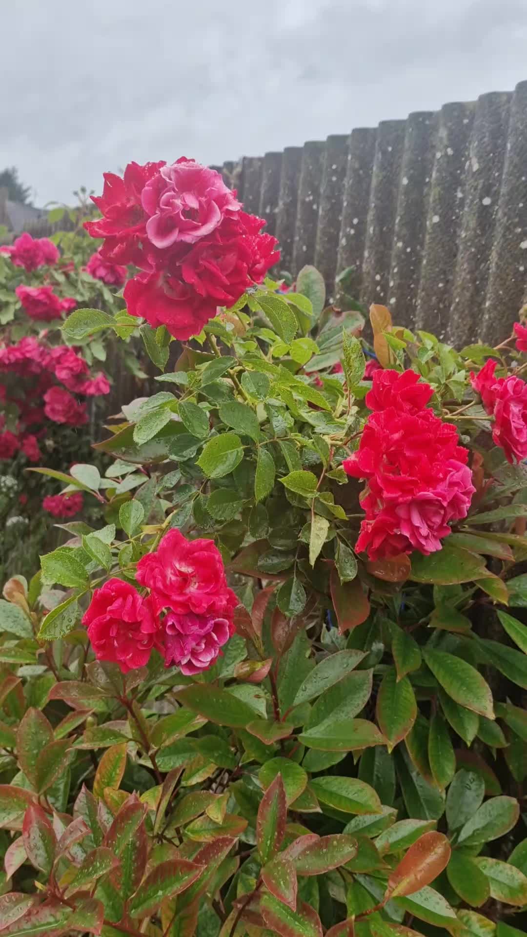 @Pari786