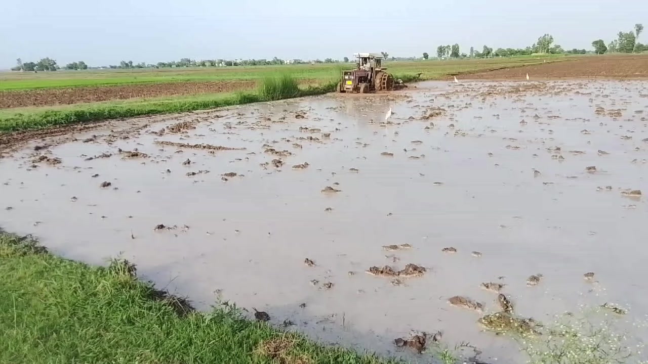 @Tayyab Goraya