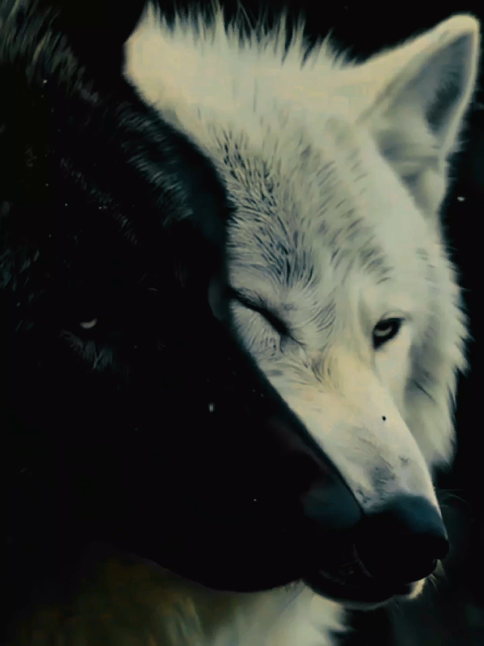 @👑🐺Akela_King_Of_Wolfs🐺👑