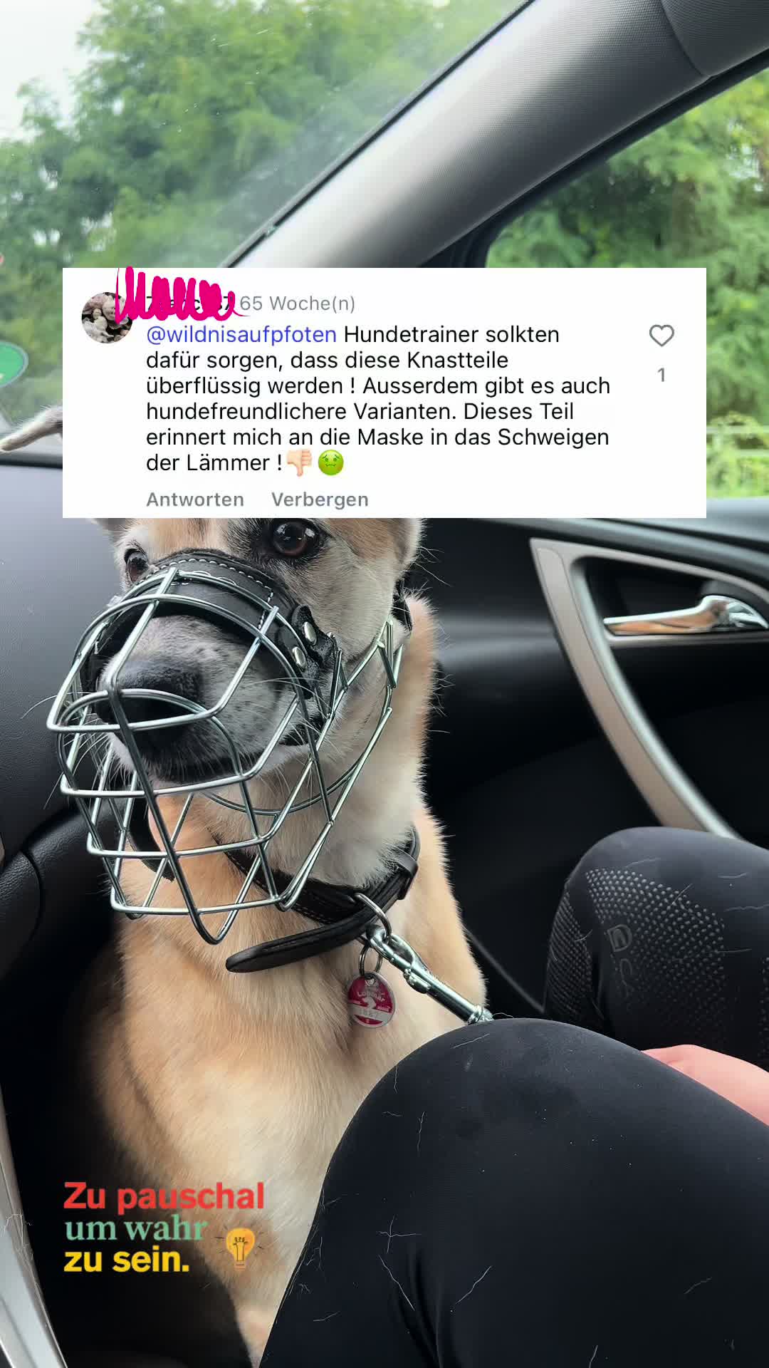 @Antonia | Hundetrainerin