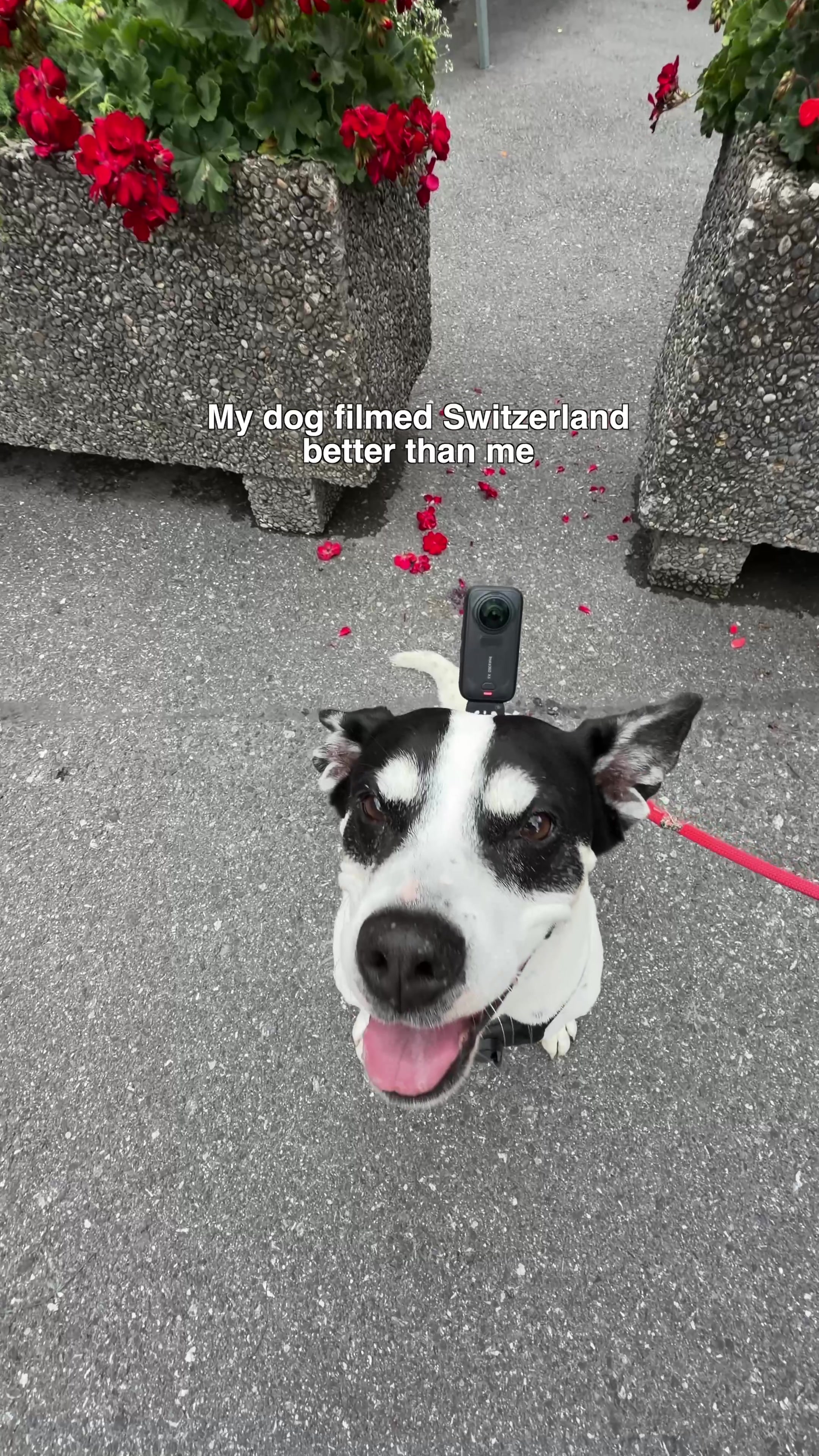 @Jordi Koalitic