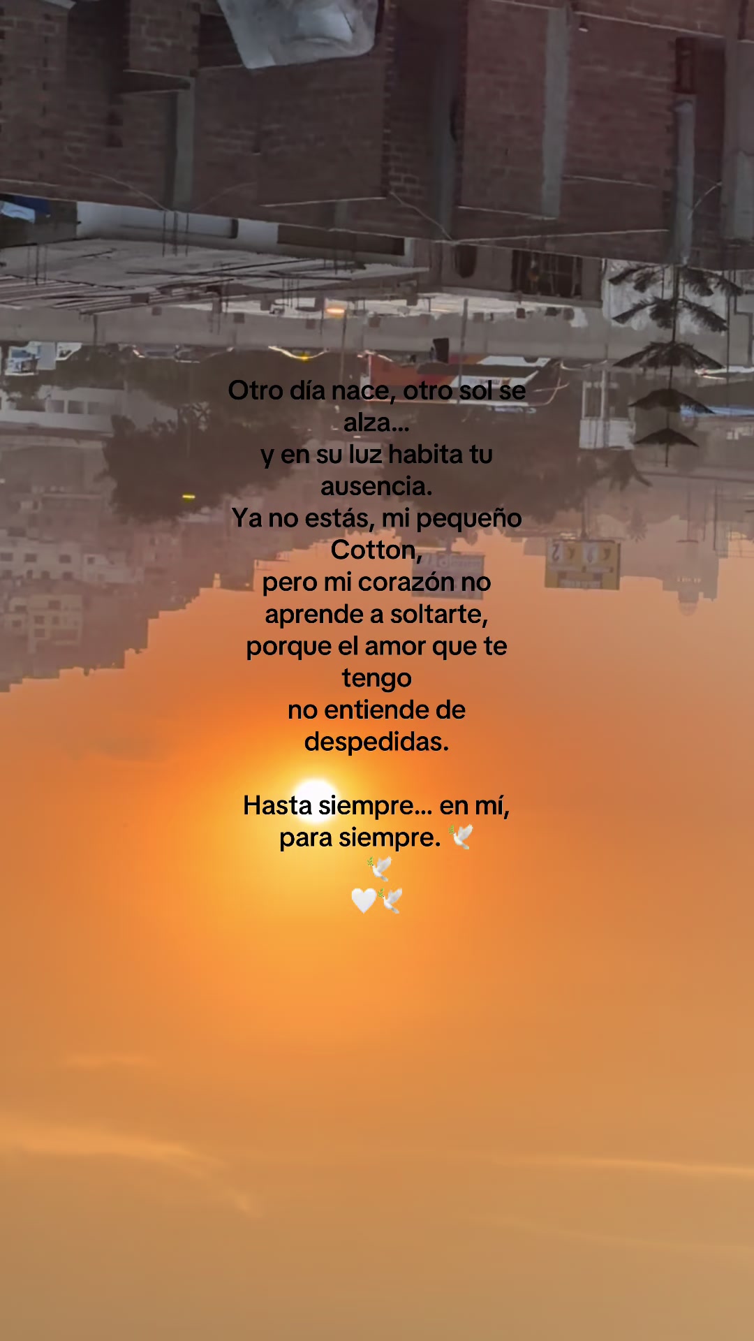 @Diana Fernandez