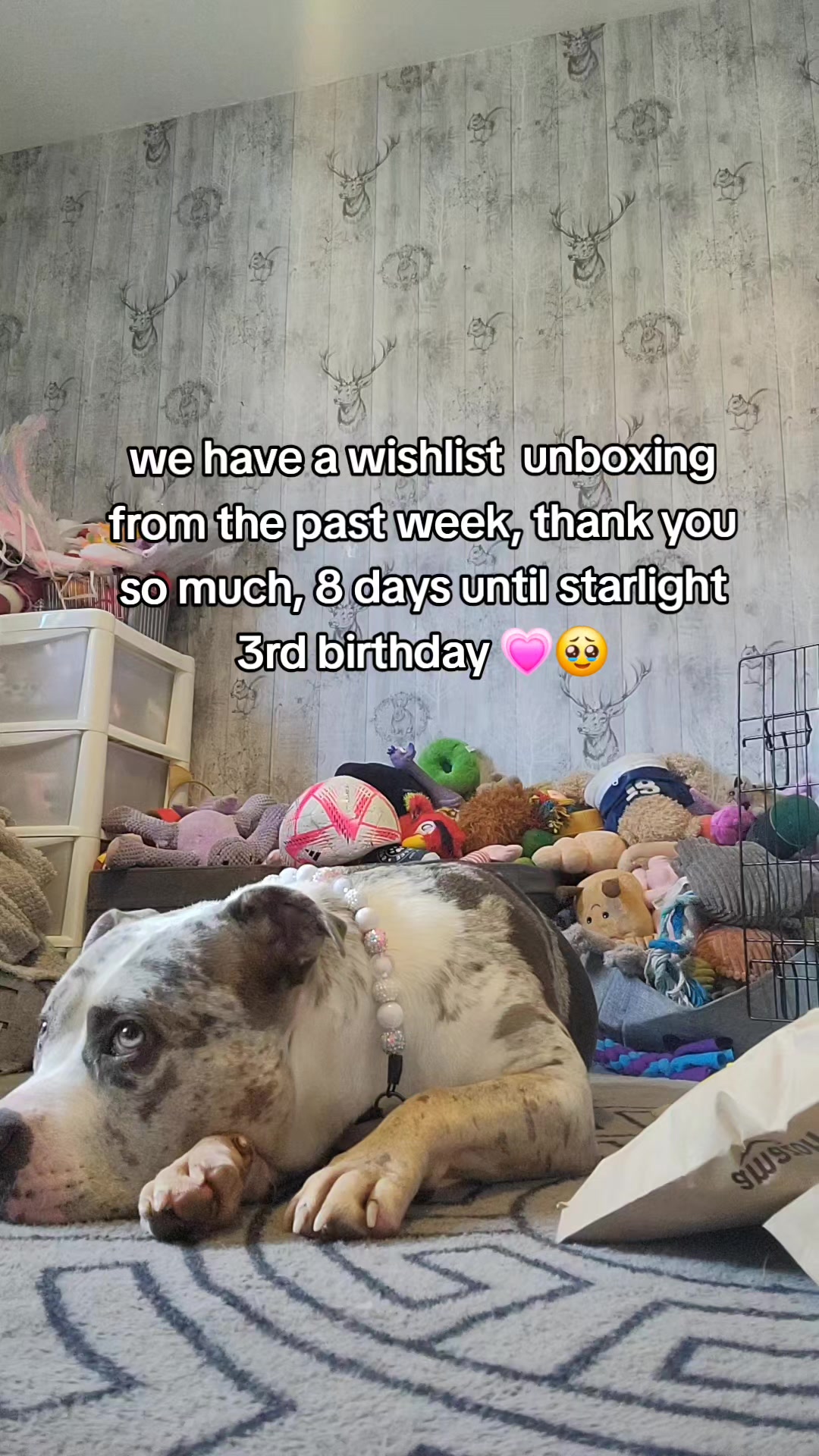 @kirsty+starlight the xl bully