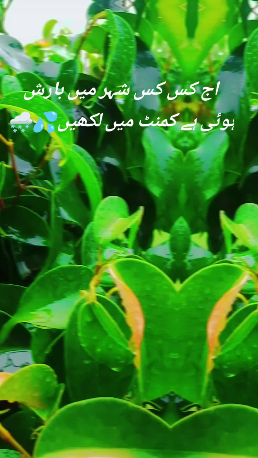 @Dr Hamza VA Kabirwala