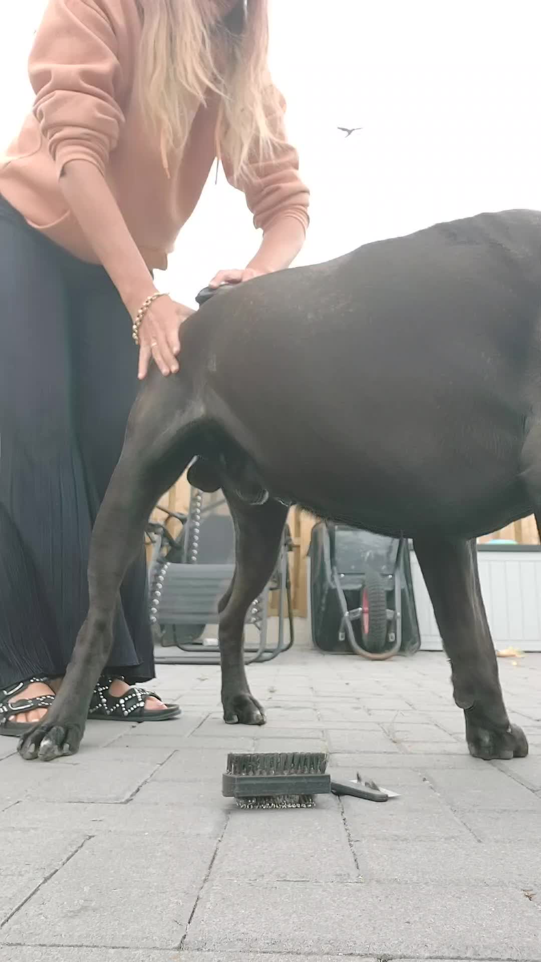 @Canecorspuppy