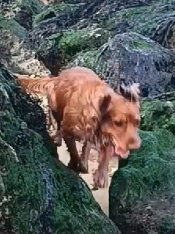 @🐕Mountain Bertie 🐕