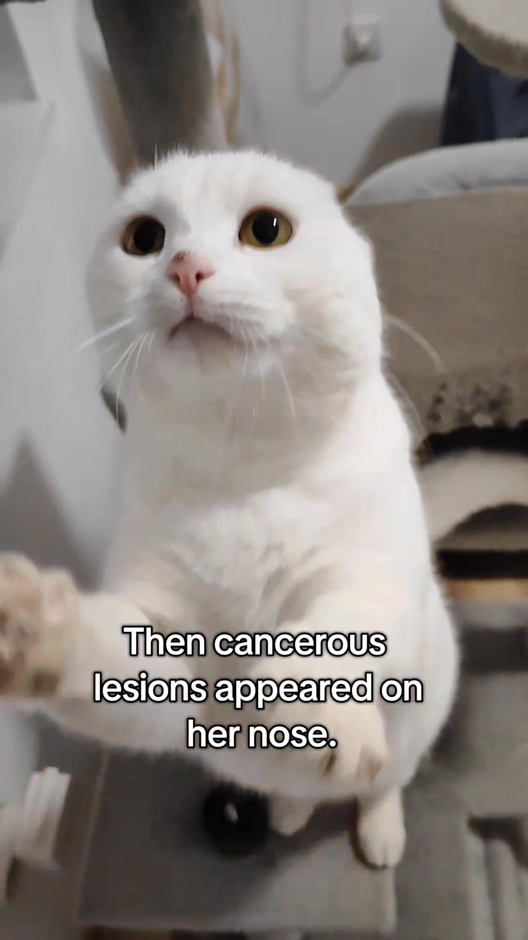 @Fluffy and Pixie