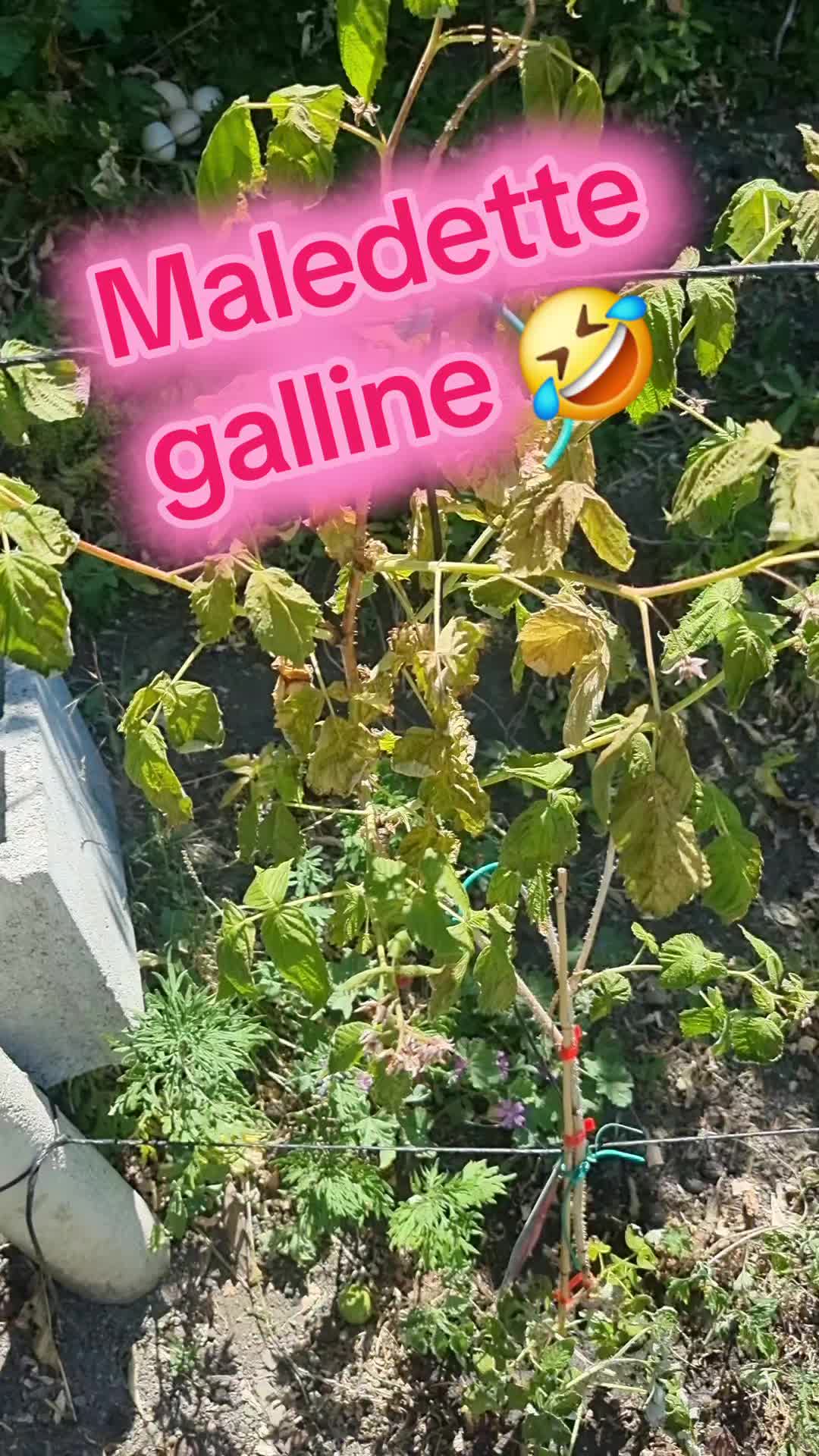 @Il leone e la gallina