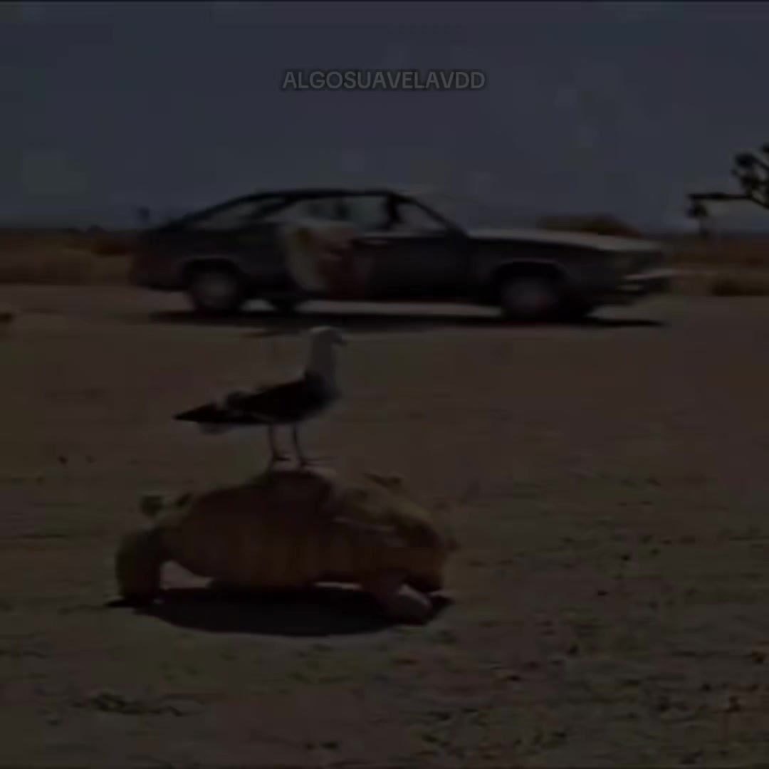 @ALGOSUAVELAVDD 🐿️