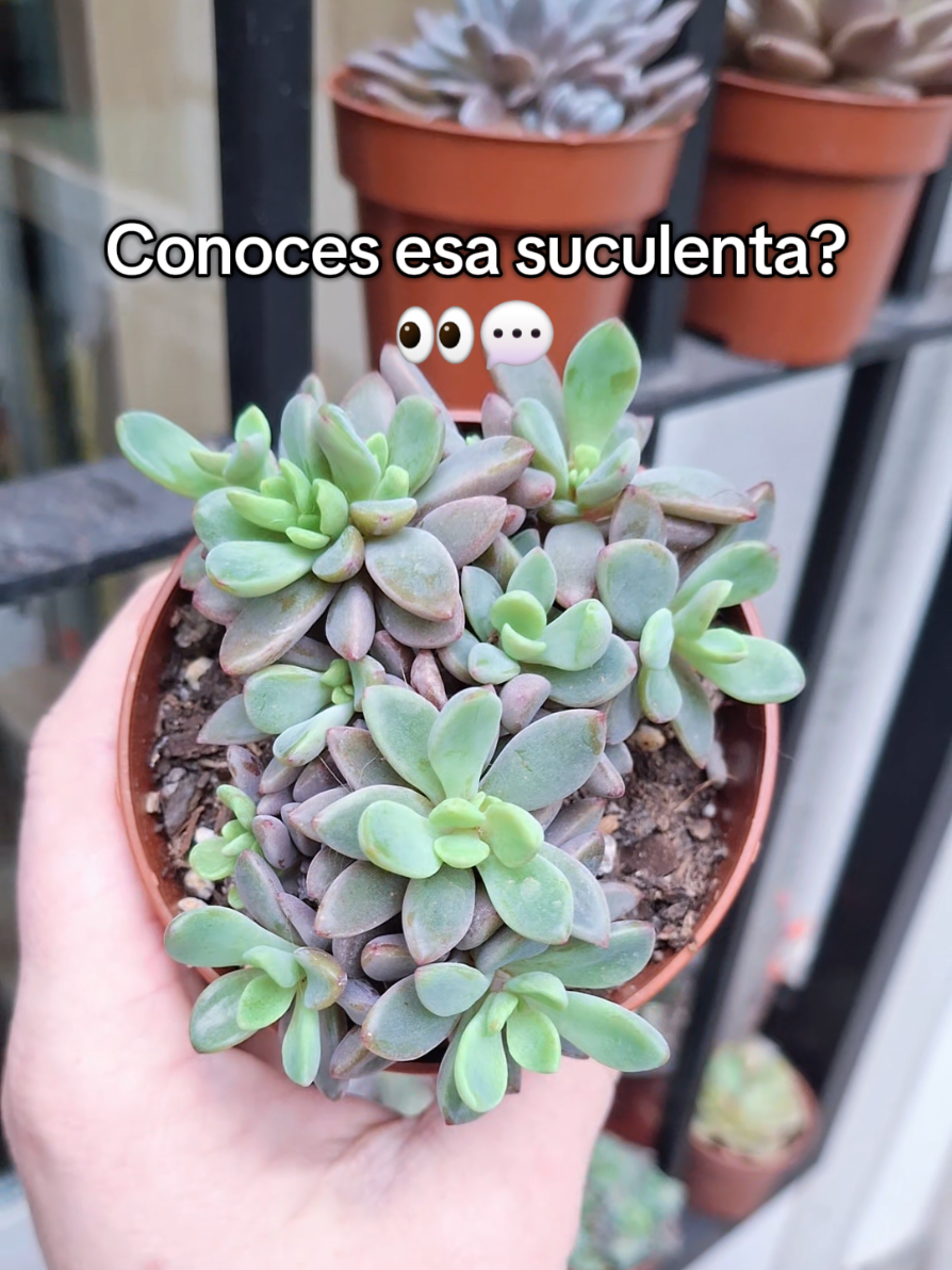 @Succulent_ninja