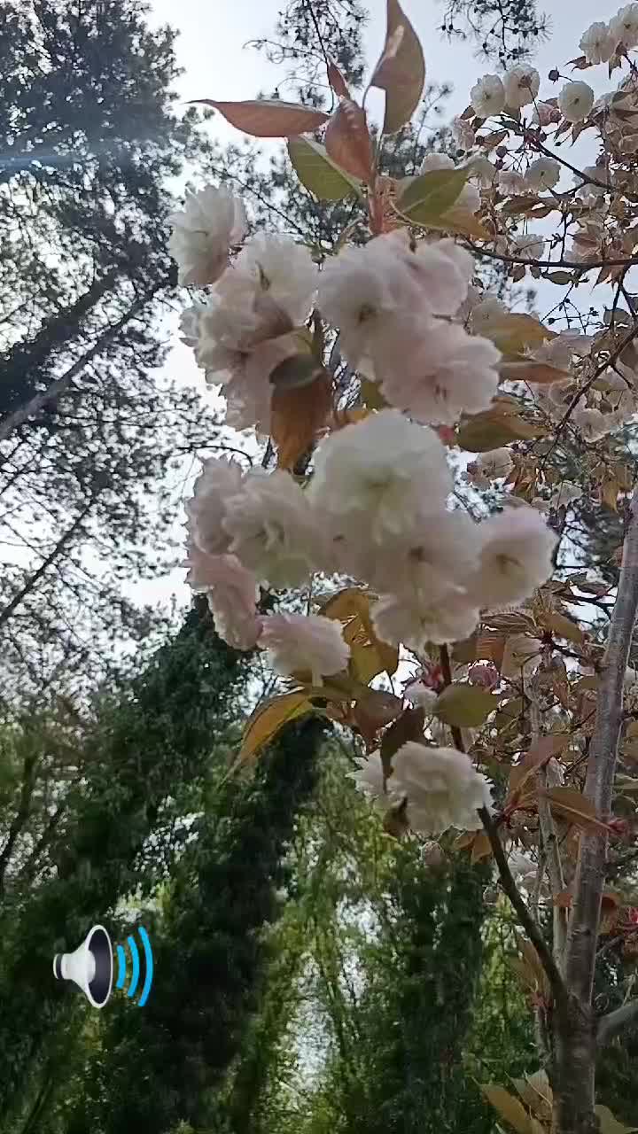 @Ajla_aleandro🩷🩵
