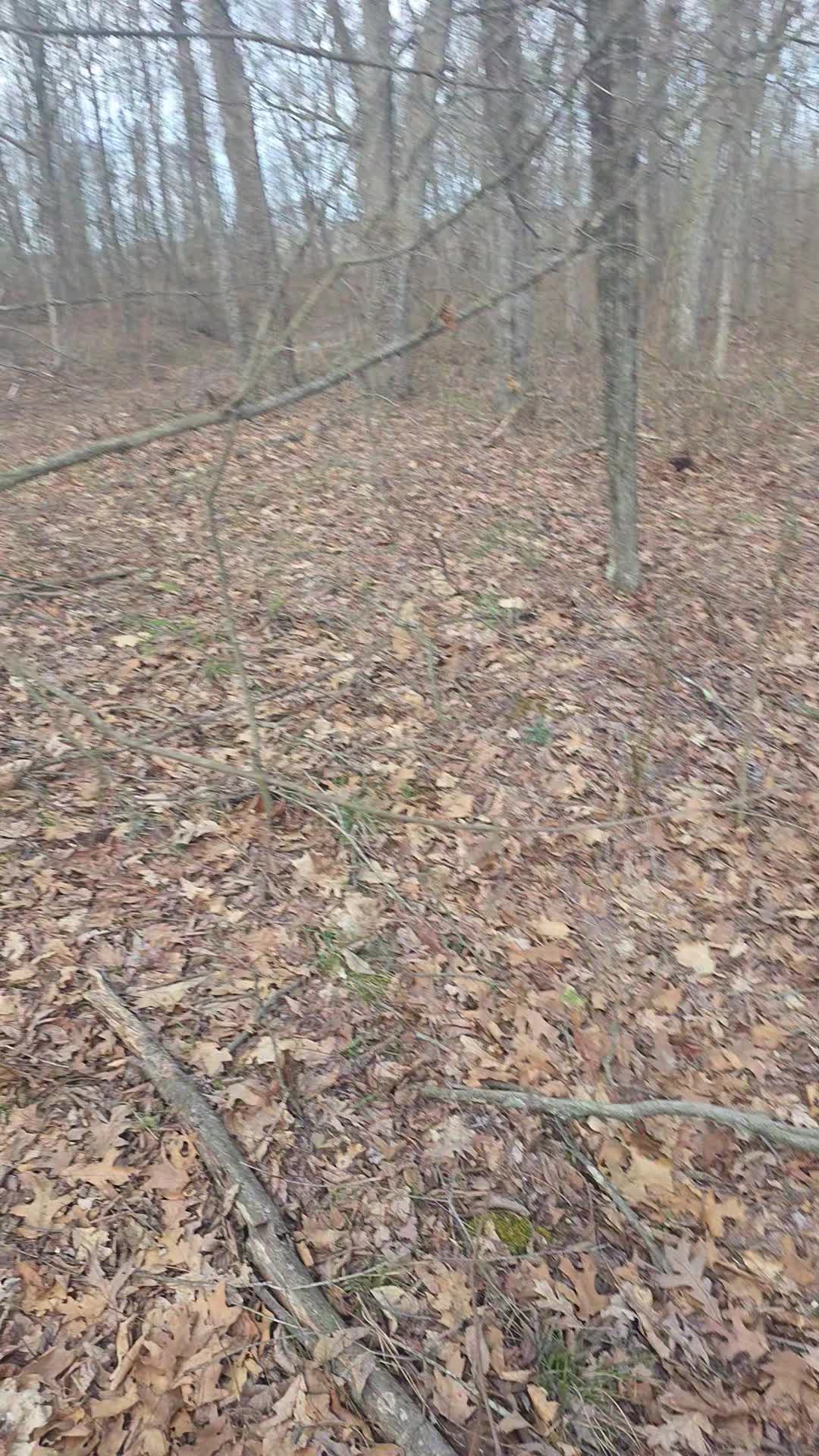 @WIZARD OF THE WOODS