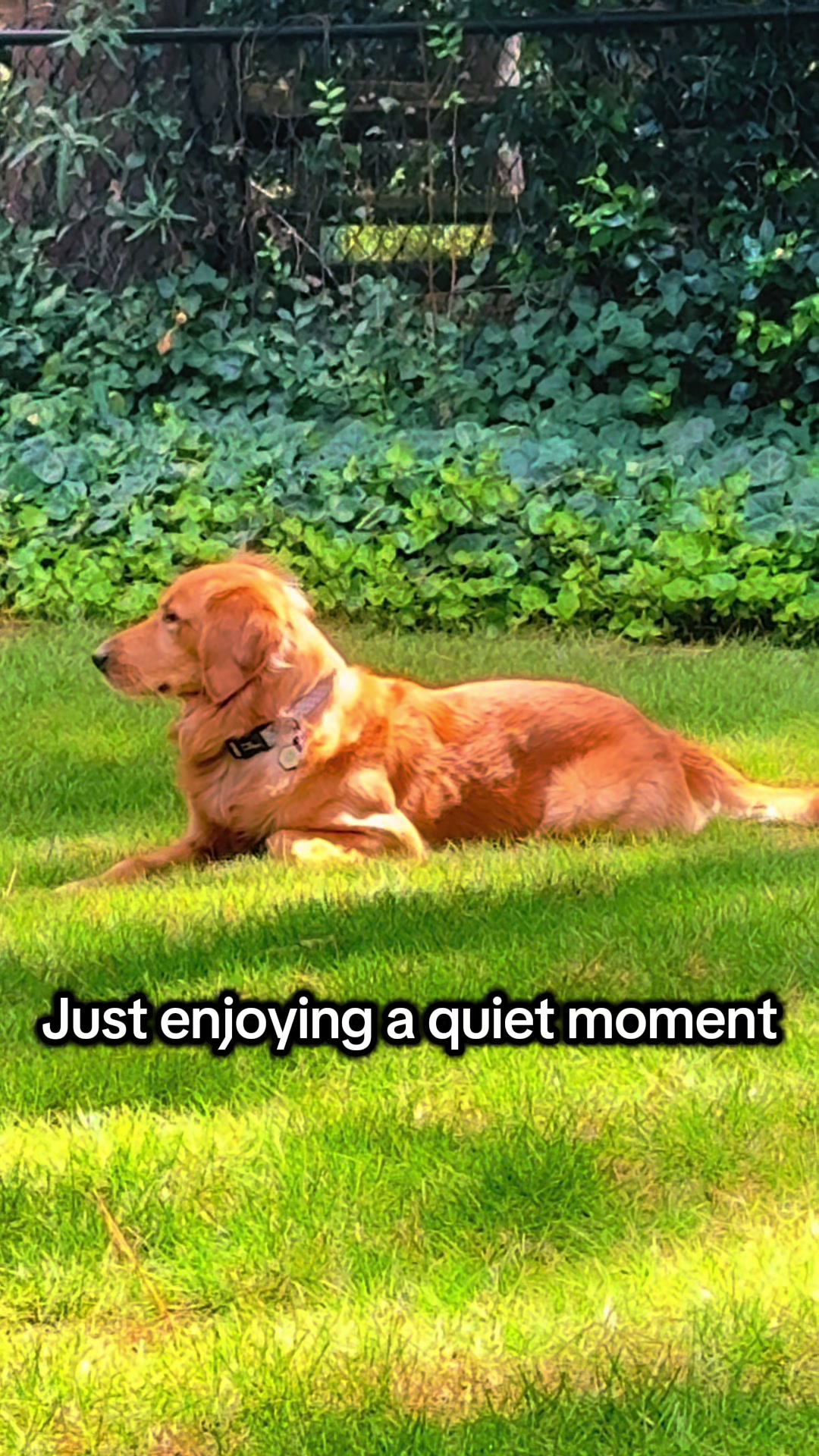 @Charlie the Golden