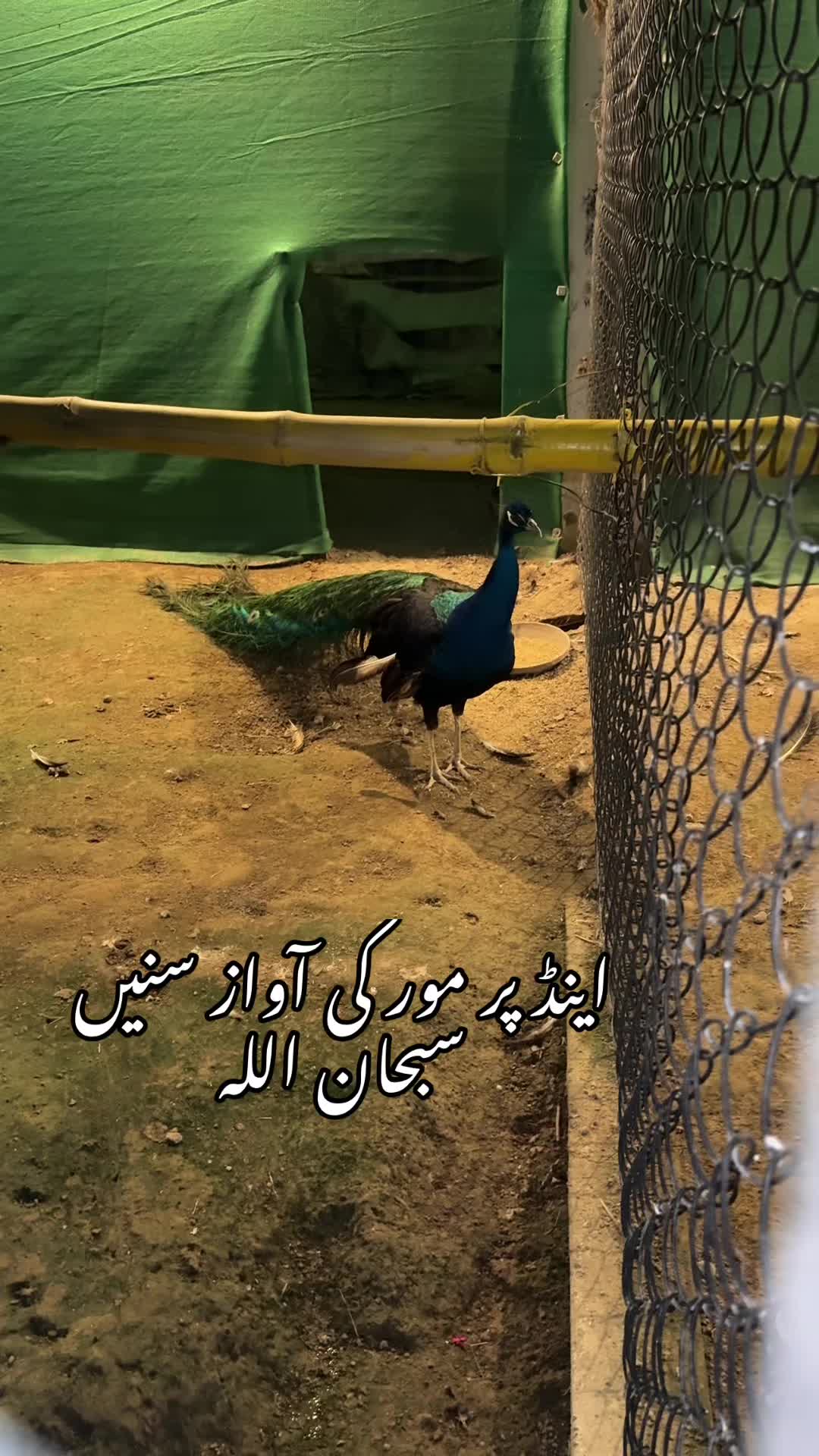 @Ameer Salfi