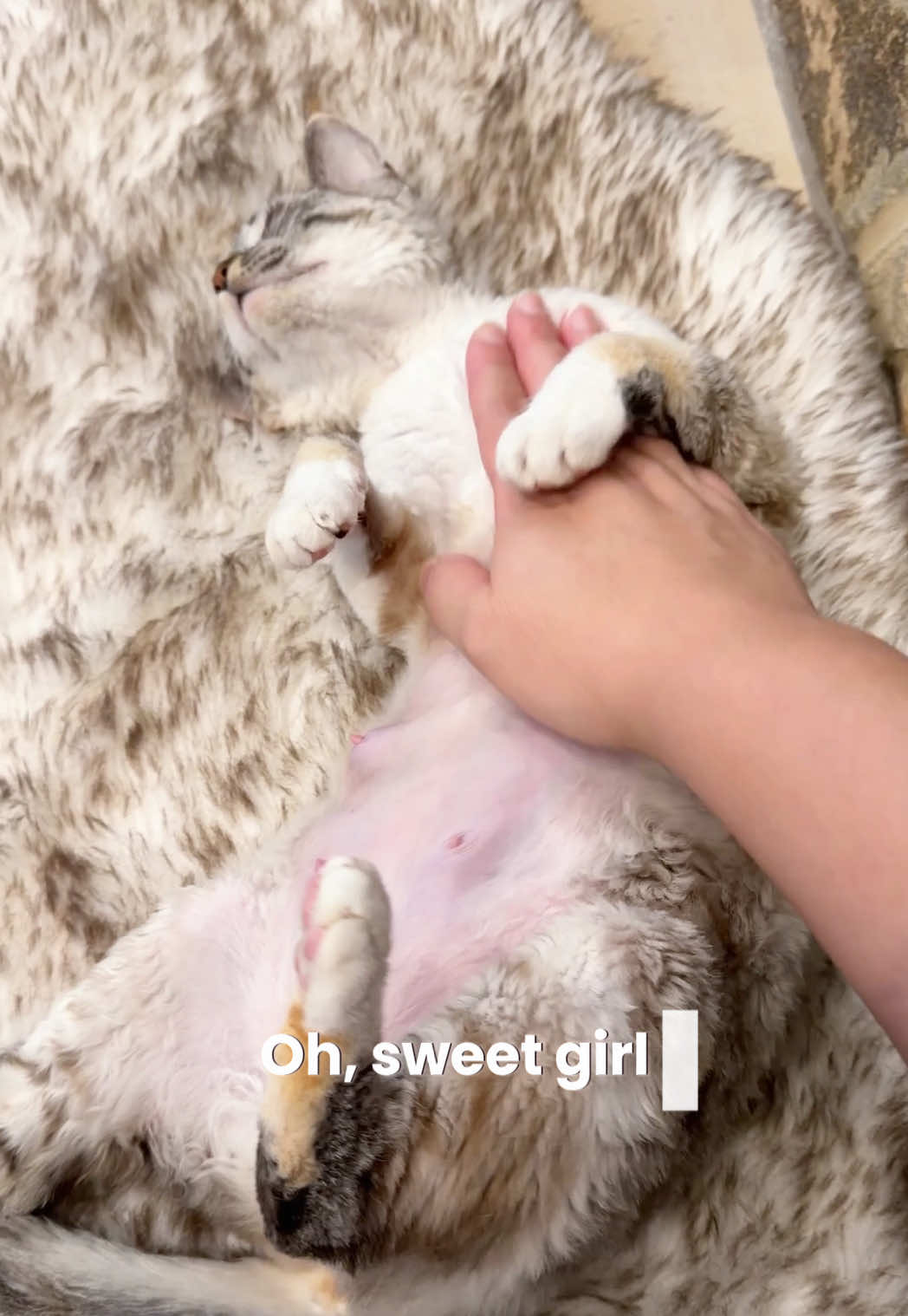 @Boba’s Buds Minskin Cats