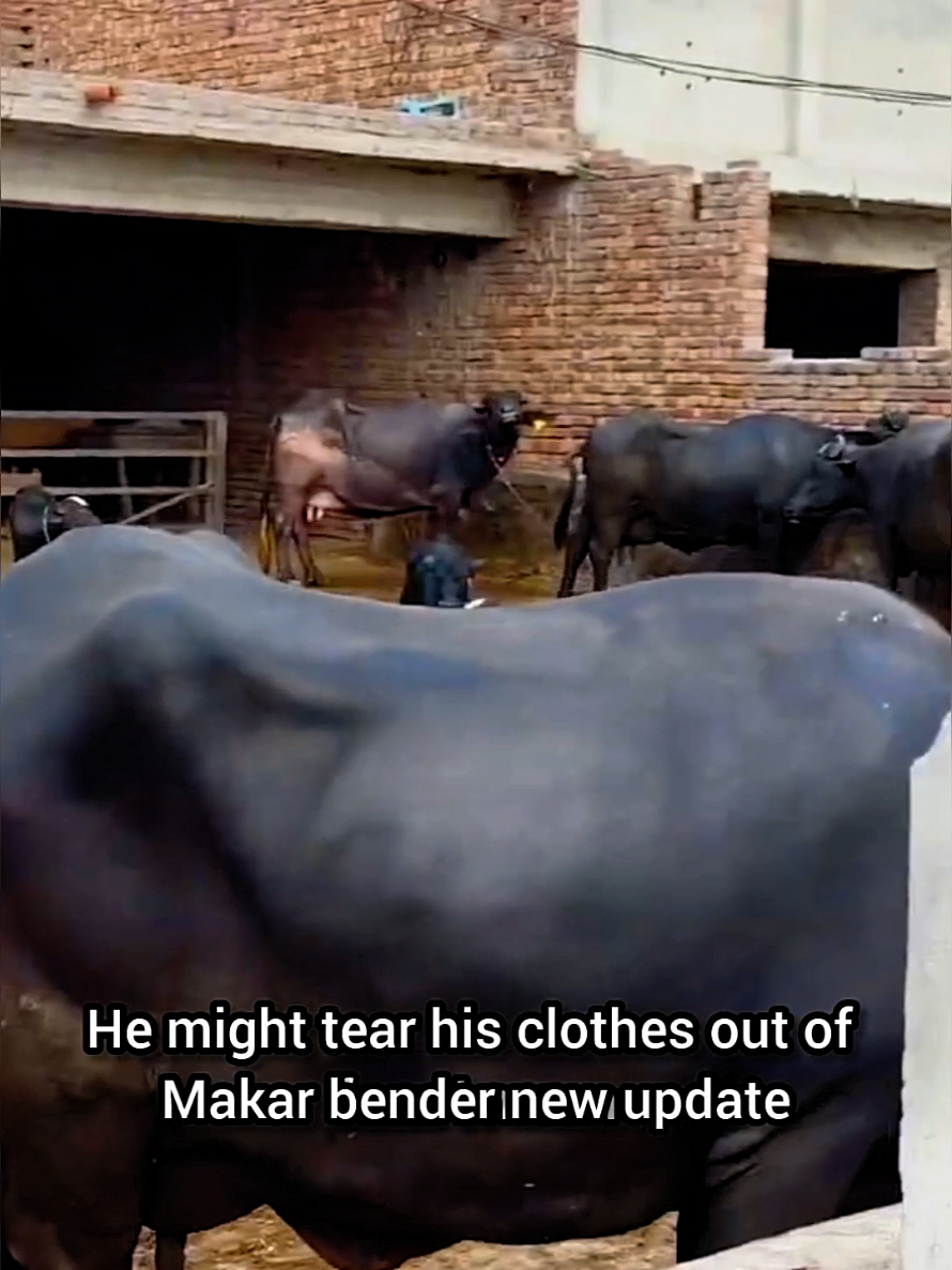 @Waqar Bhinder Dairy Farm