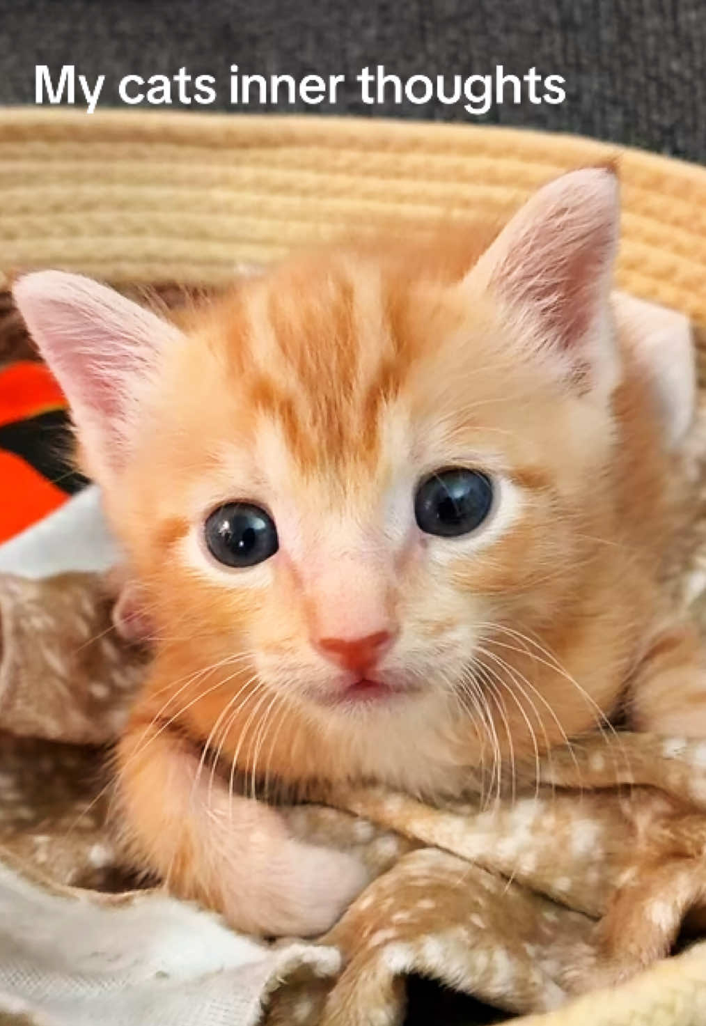 @interestinglilcreature