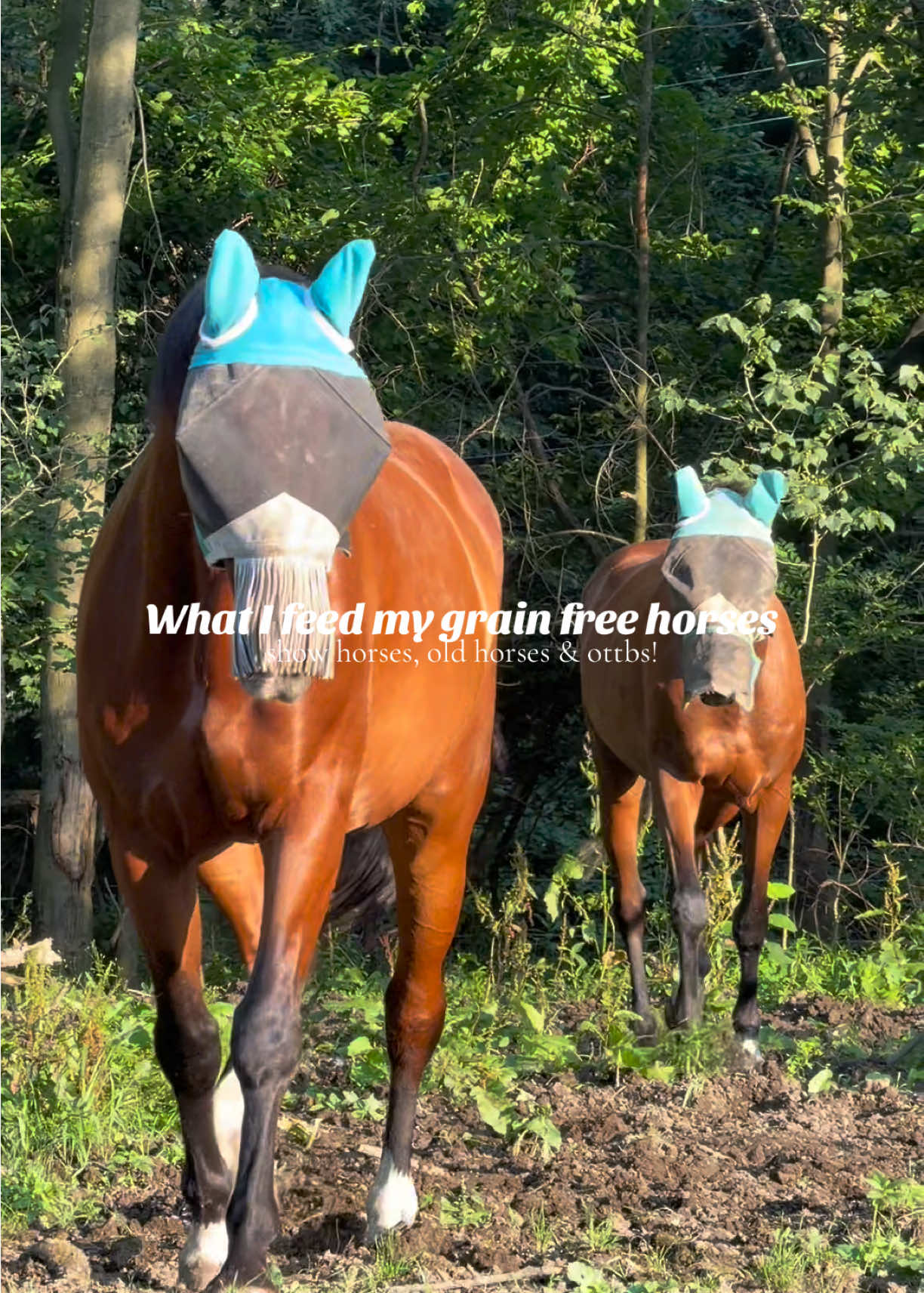 @Lunar Hill Equestrian