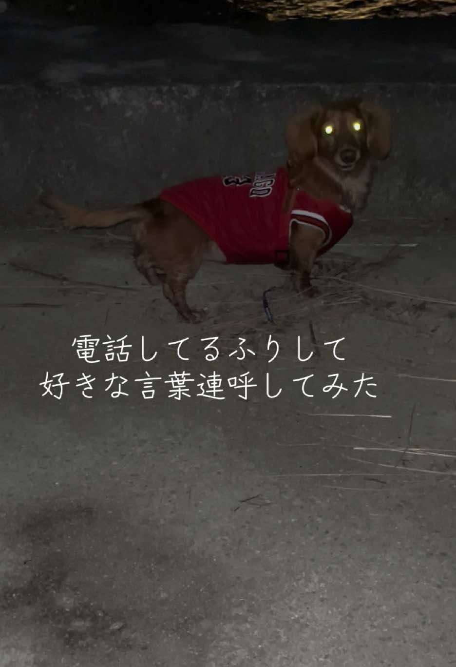 @しばいぬ