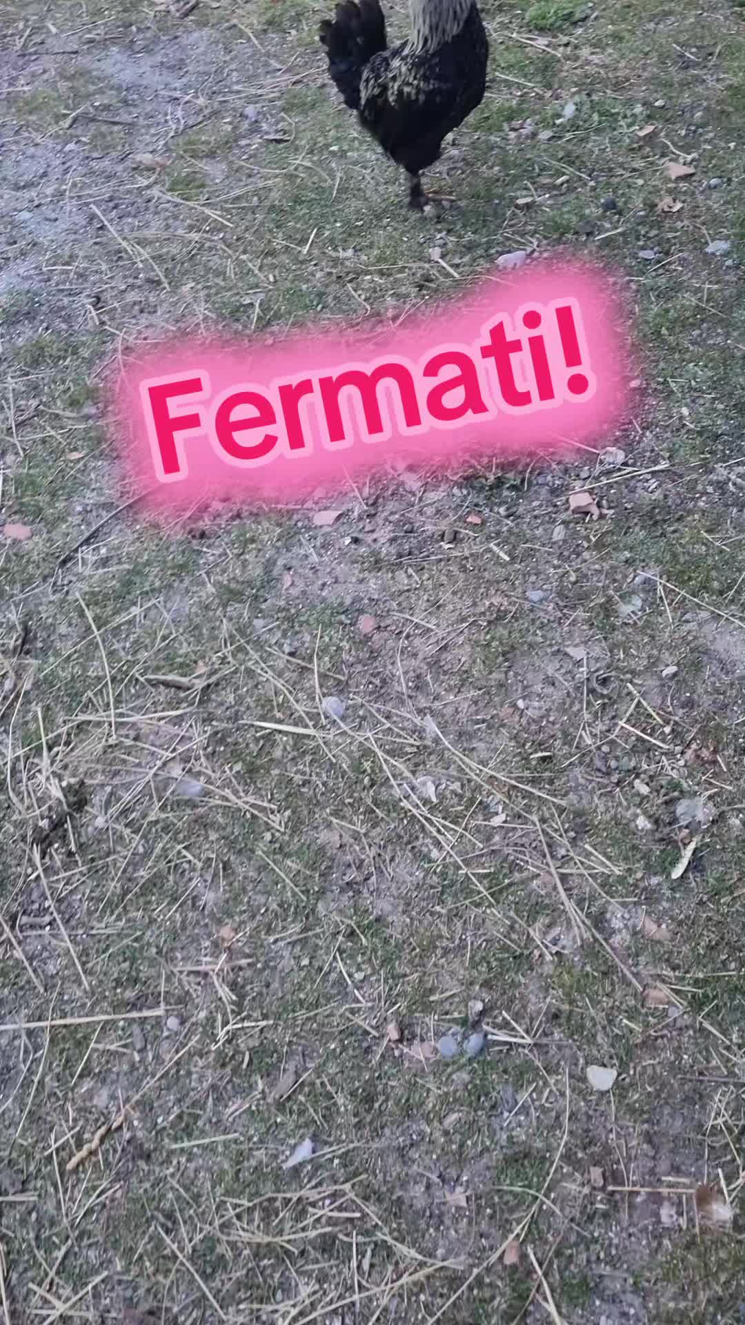 @Il leone e la gallina