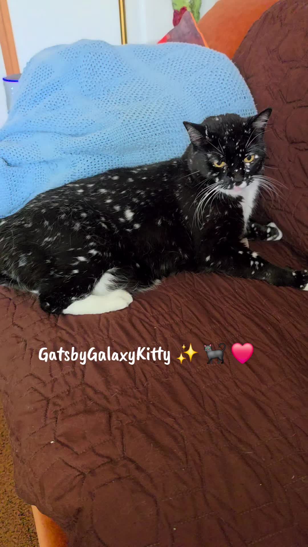 @gatsbygalaxykitty