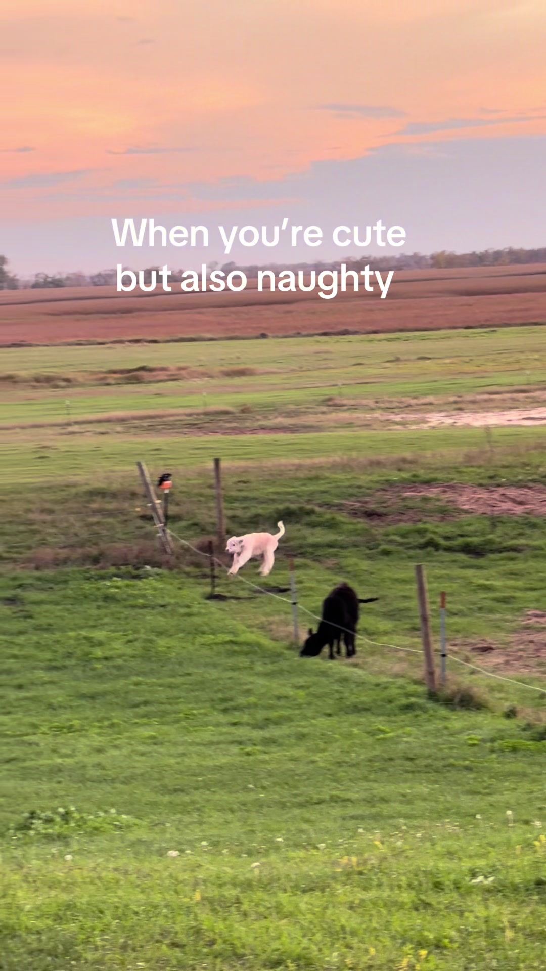 @cattleman840