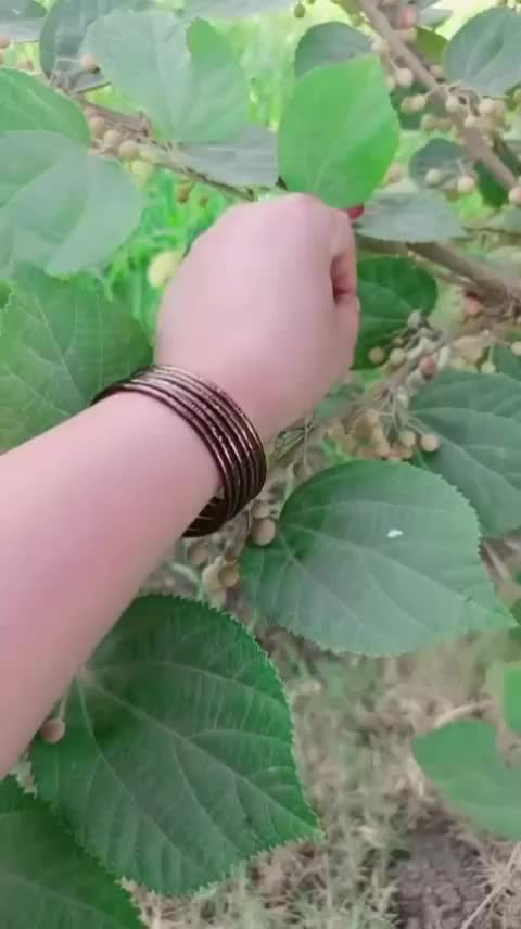 @foji ki lado
