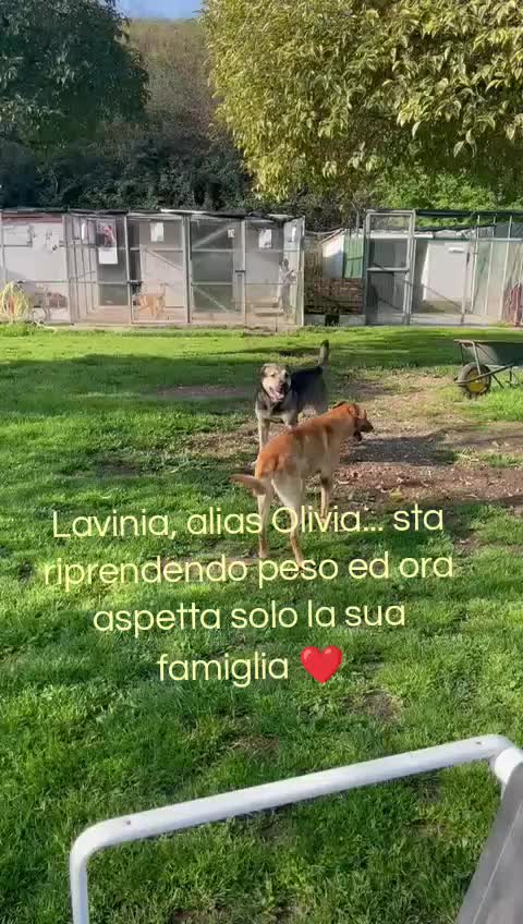 @code felici