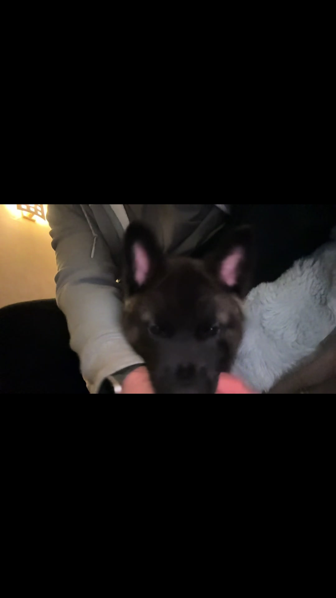 @EnzoTheAkita